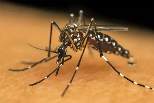 Segundo LIRAa aponta alto risco de infestação do Aedes aegypti em Montes Claros