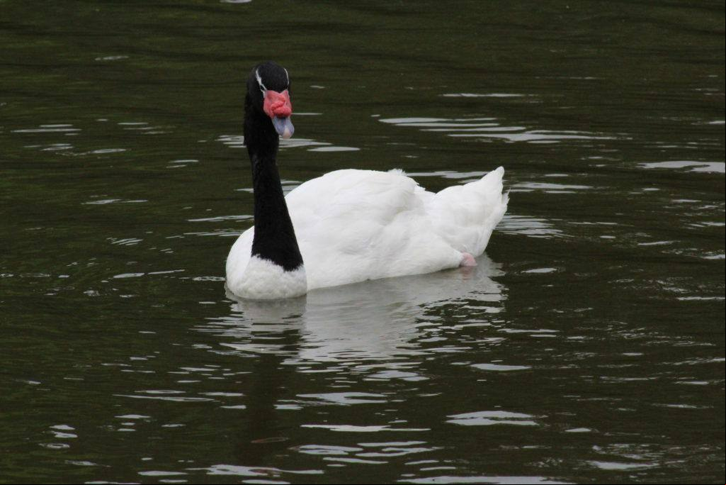 Em Minas, o caso de gripe aviária foi identificado em cisne-negro, em Mateus Leme
