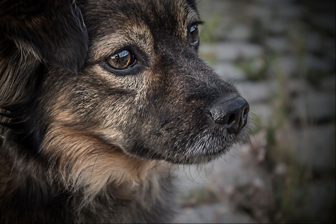 Homem é condenado por deixar cão trancado e sem comida até a morte em MG