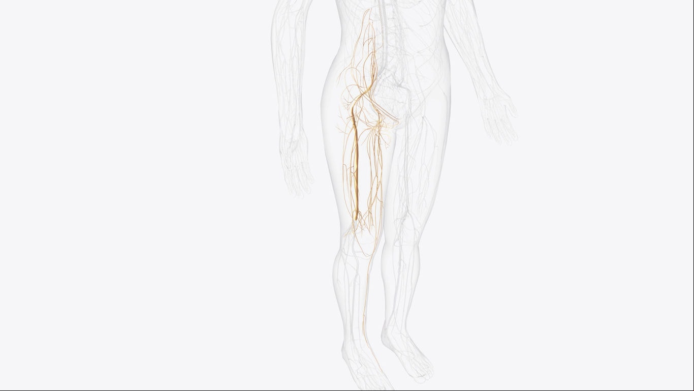 O joelho é inervado pelas raízes nervosas lombares L2 a L4, através do nervo femoral, e pelas raízes sacrais L5 e S1 a S3, através do nervo ciático.